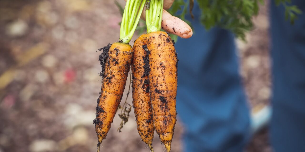 Bio-Boom in Ostafrika