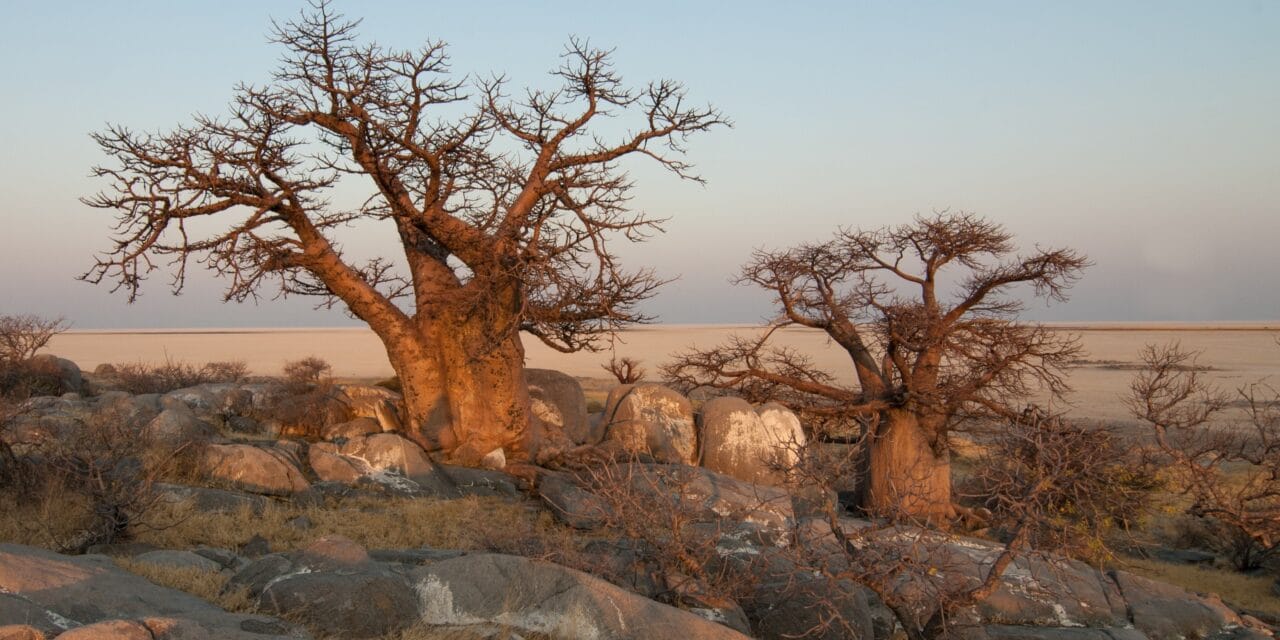 Baobab Öl – Der Weg zur ewigen Jugend?