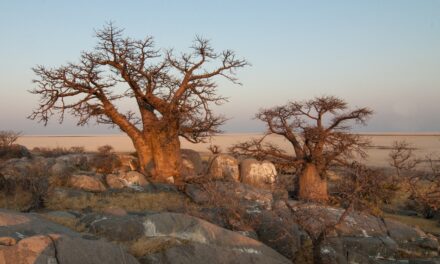 Baobab Öl – Der Weg zur ewigen Jugend?
