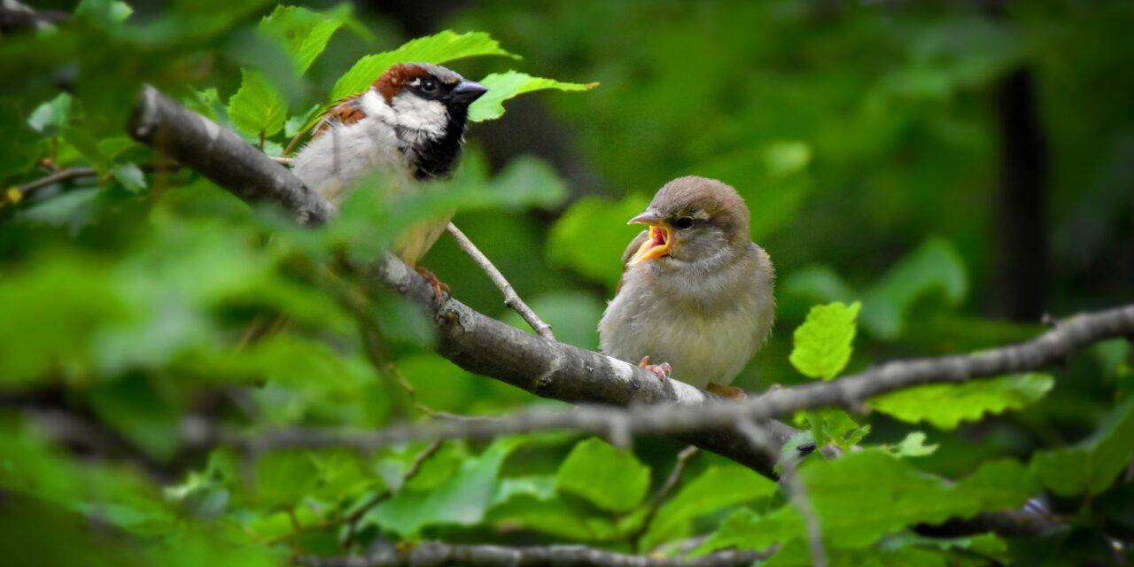 Birdlife «Gartenvögel»