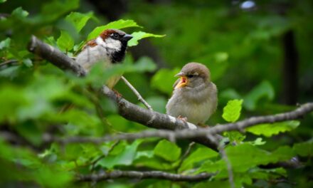 Birdlife «Gartenvögel»