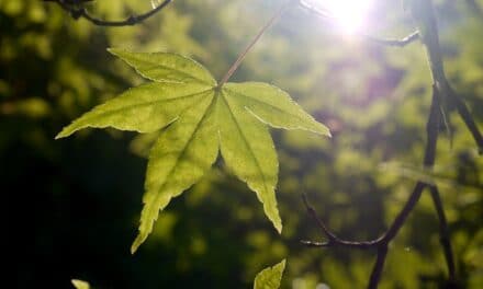 Leben nach dem Tod