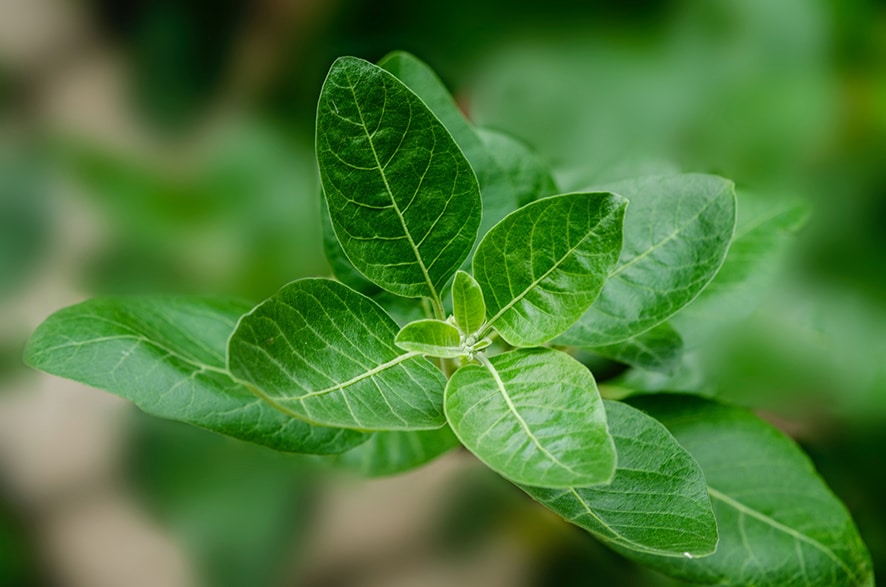ein Superfood das seinesgleichen sucht
