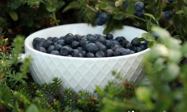 Die Heidelbeere – Superfood oder nur Trend?