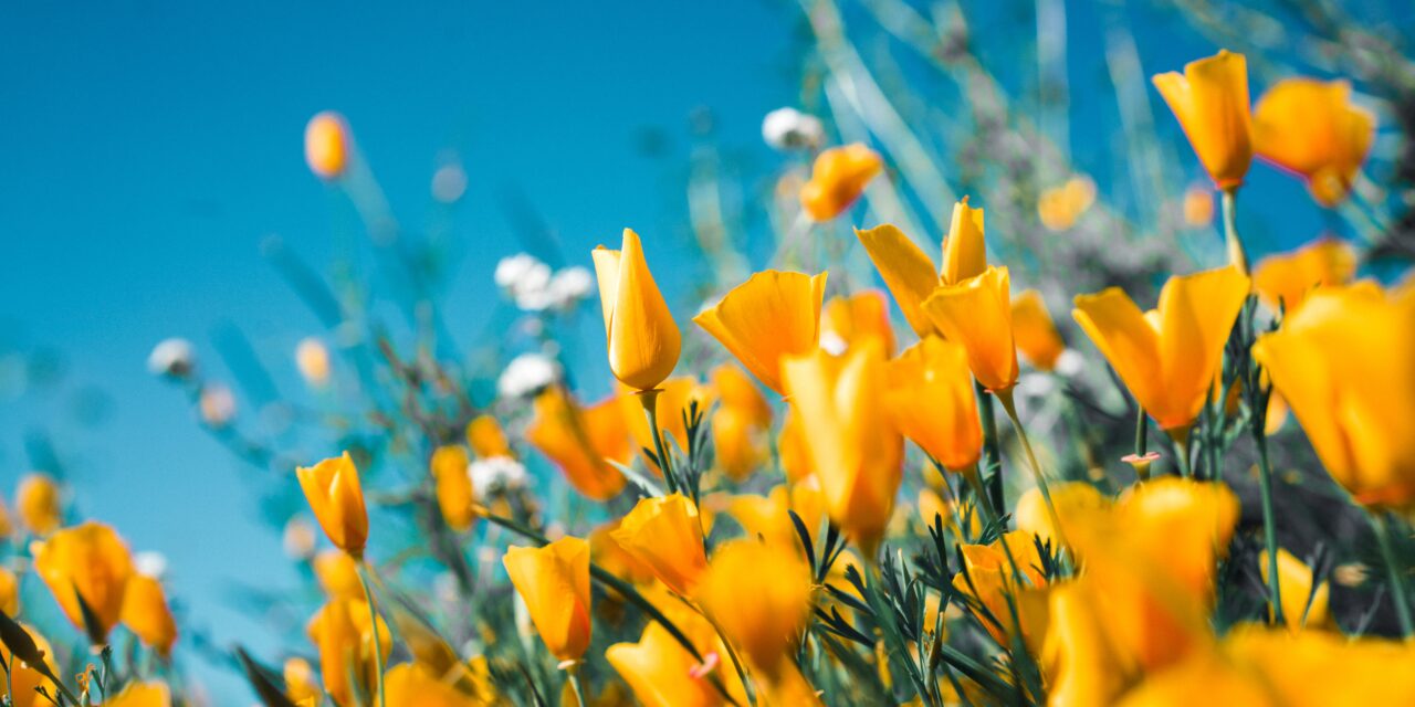 Sich im Frühling neu erfinden