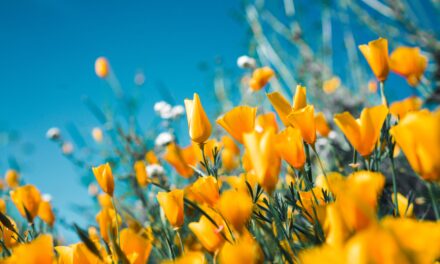 Sich im Frühling neu erfinden