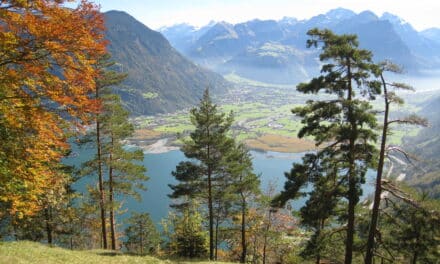 Grünes Licht für Holzkreislauf Uri